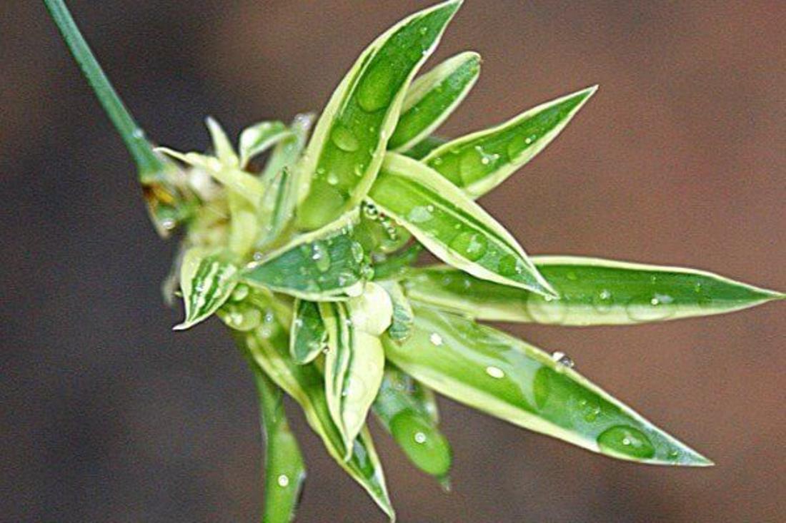 Un Chlorophytum pour décorer son camping-car