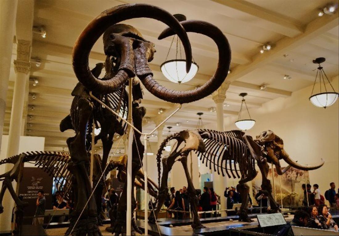 musée d'histoire naturelle